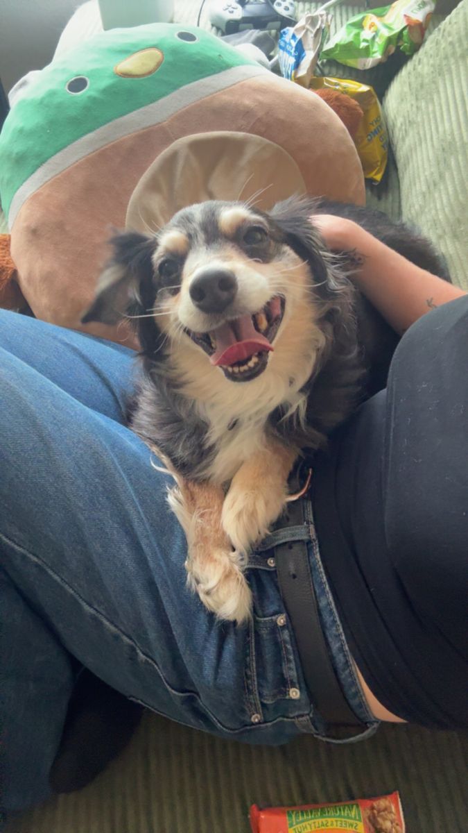 The Cutest Dog for Adoption