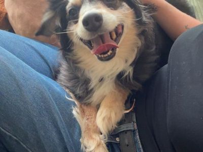 The Cutest Dog for Adoption