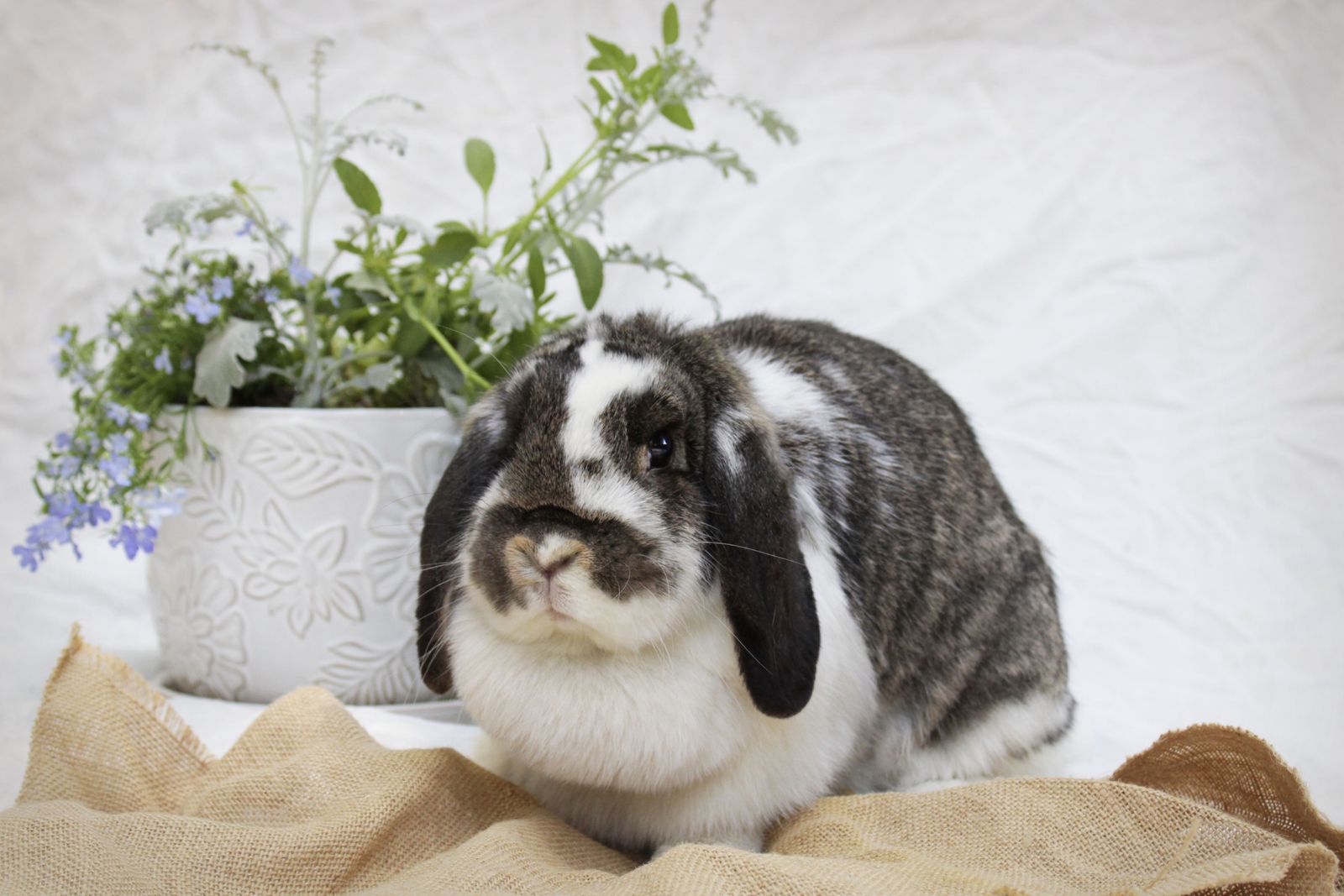 Lucky Lops Rabbitry pedigreed mini lop rabbits for sale
