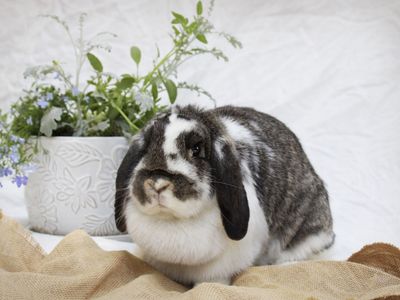 Lucky Lops Rabbitry pedigreed mini lop rabbits for sale