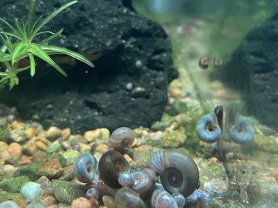 10 Blue Ramshorn Snails