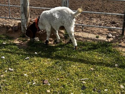 Goat herd 21 heads