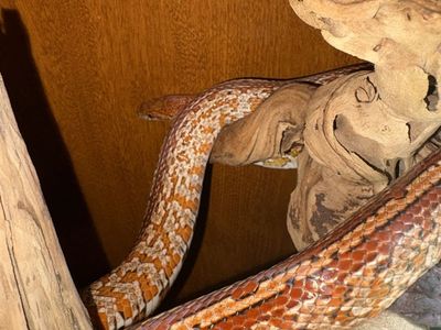 Corn snake-no enclosure