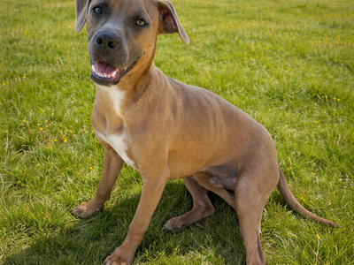 Pitbull/Boxer Mix Puppy