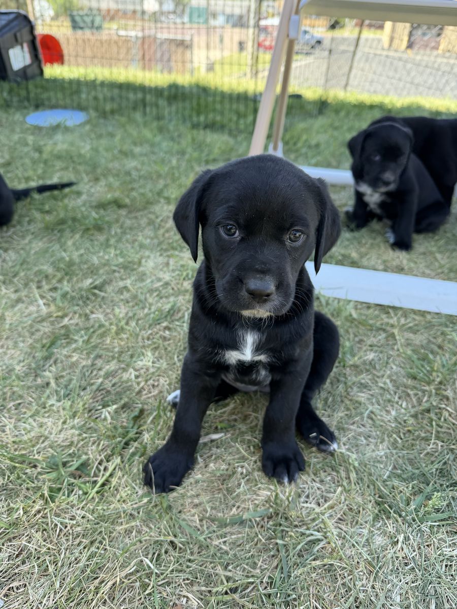 Dalmador Puppies (Lab/Dalmation)