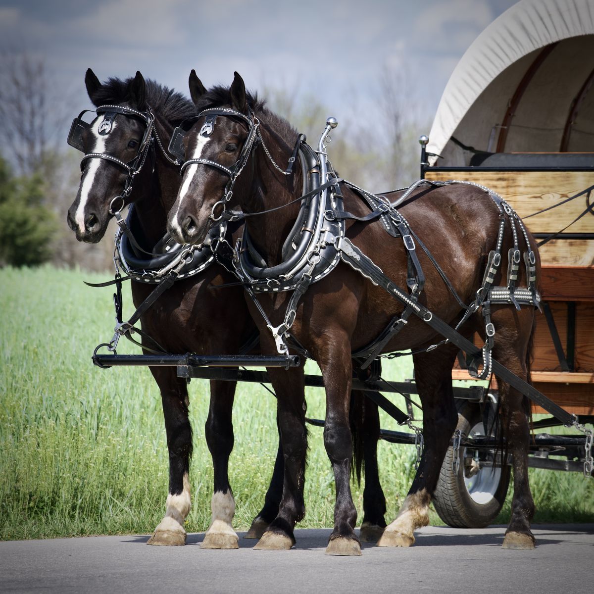 Excellet Team of Draft Horse Mares for Sale