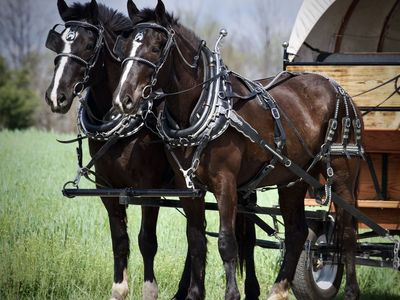 Excellet Team of Draft Horse Mares for Sale