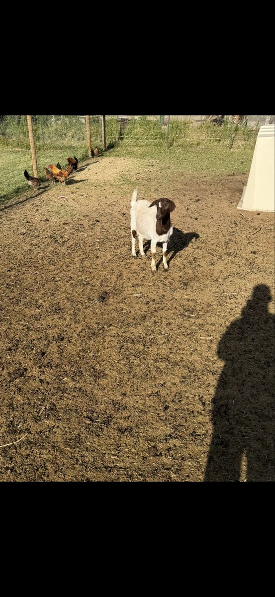 8 goats