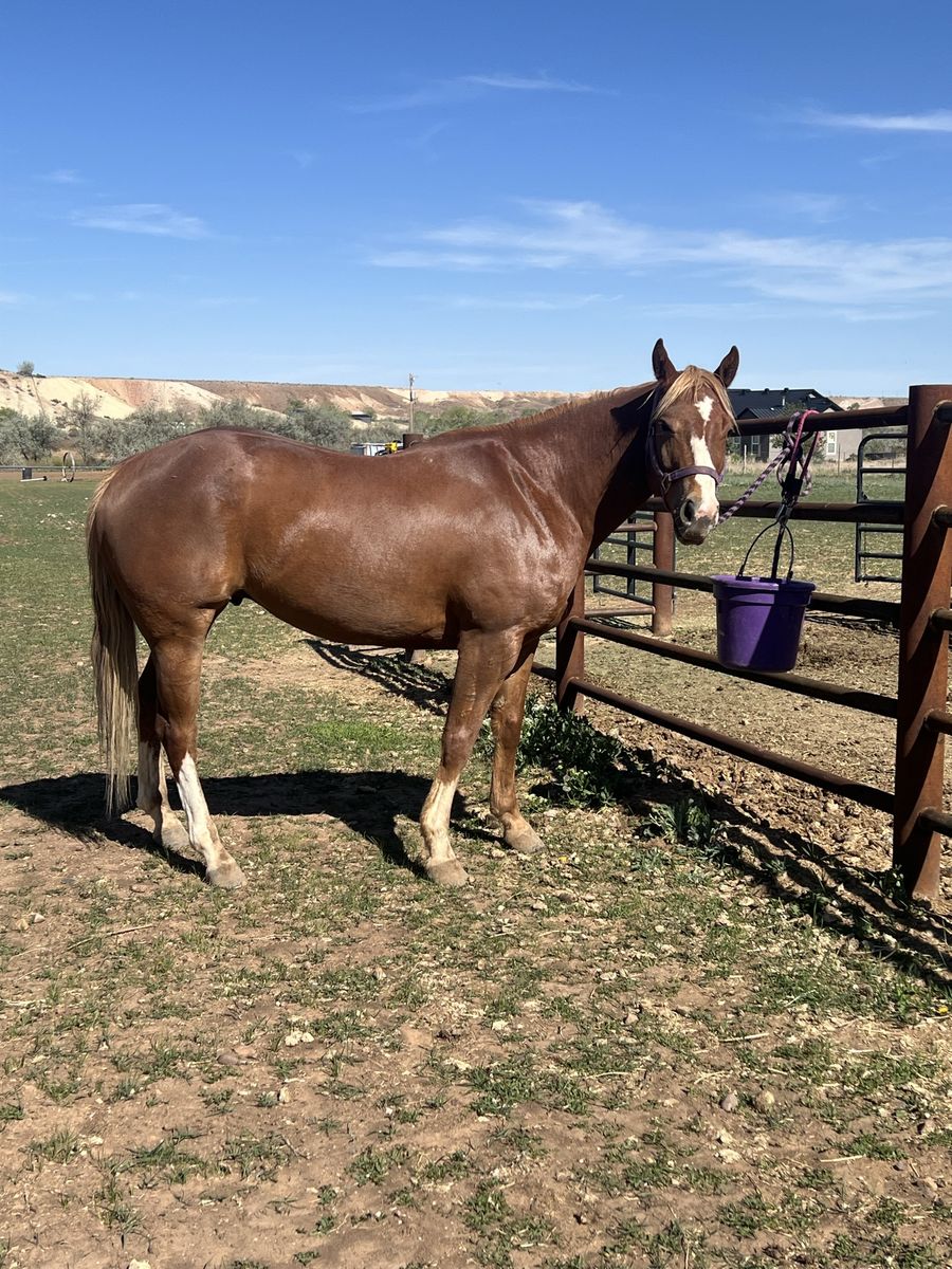 5 Year Old Gelding