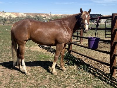 5 Year Old Gelding