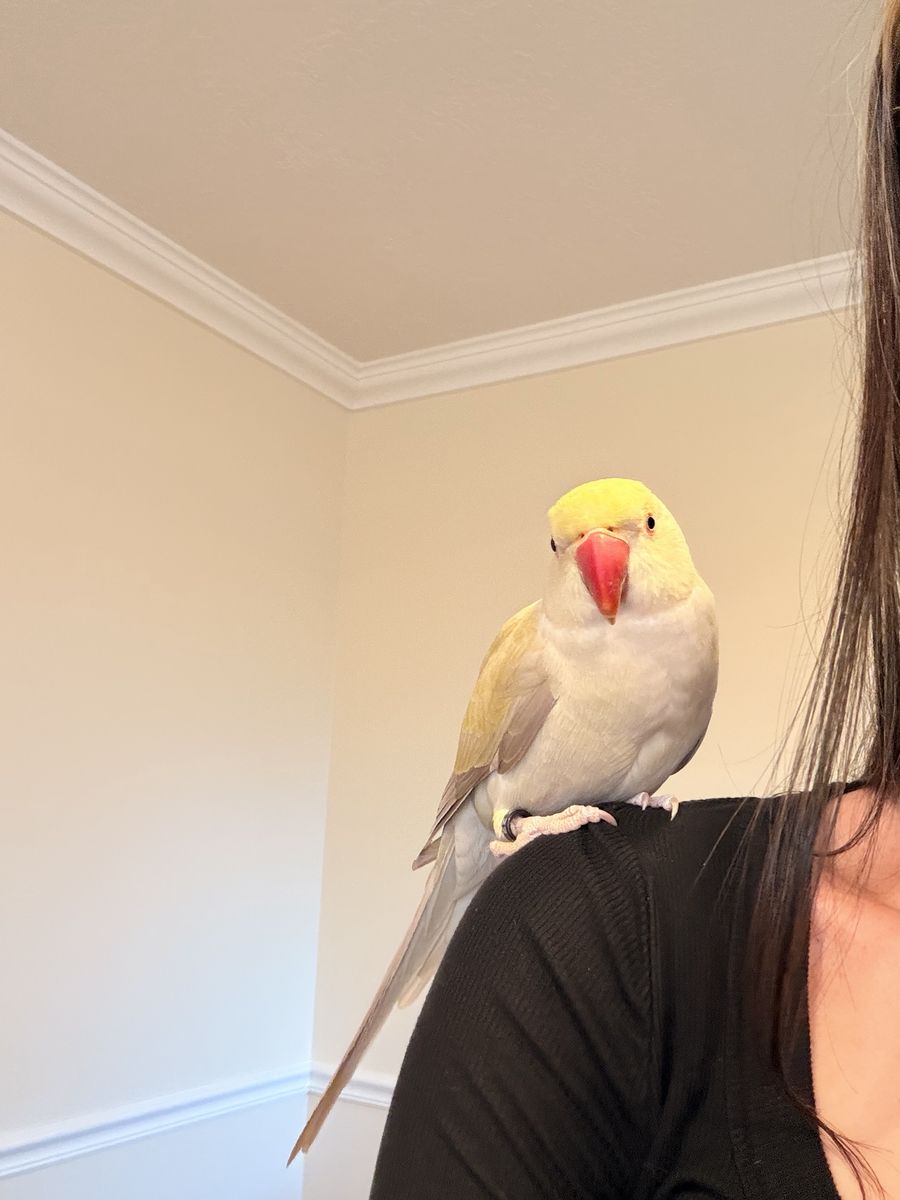Female Indian Ringneck
