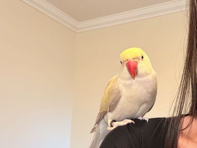 Female Indian Ringneck