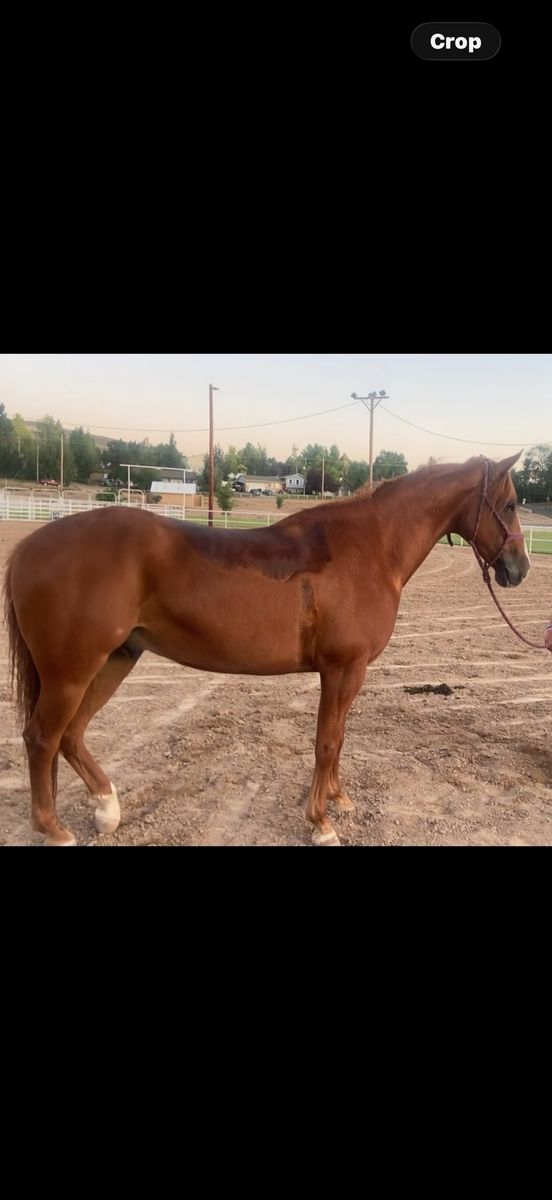 Versatile 2017 Gelding - Ranched, Team Roped, Breakaway Roped, Needs Maintenance