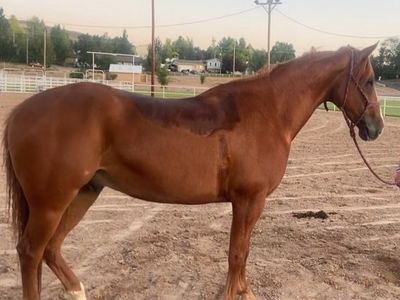 Versatile 2017 Gelding - Ranched, Team Roped, Breakaway Roped, Needs Maintenance