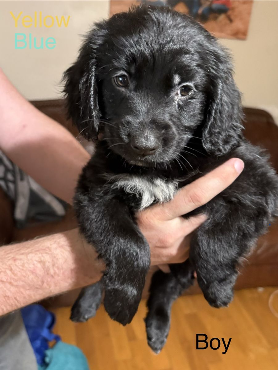 Cocker Spaniel / Retriever / Border Collie Puppies
