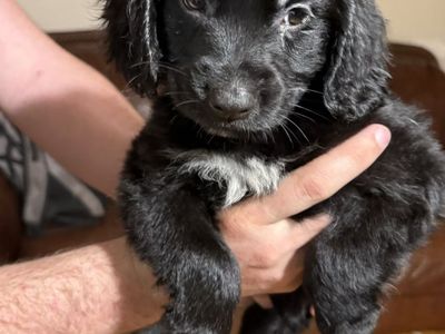 Cocker Spaniel / Retriever / Border Collie Puppies
