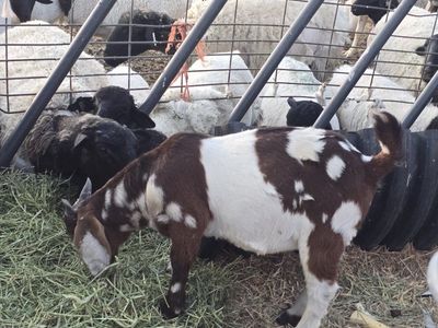 Dapple Boer bucklings