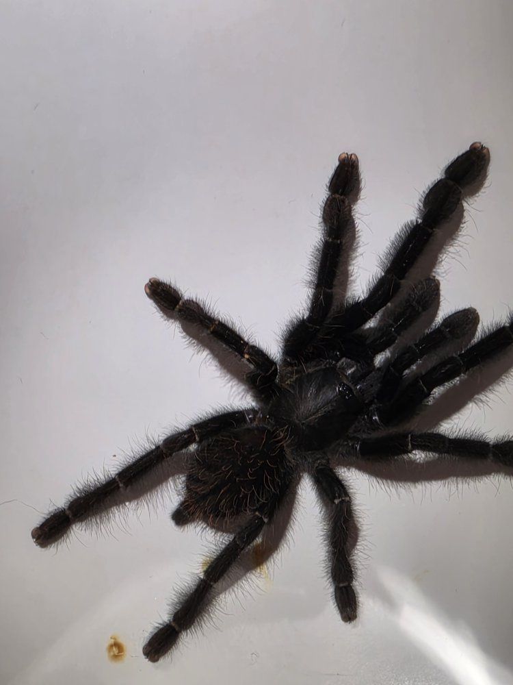 Tarantula Phormingochilus arboricola (Borneo Black