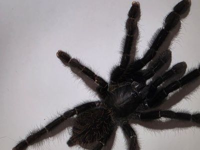 Tarantula Phormingochilus arboricola (Borneo Black