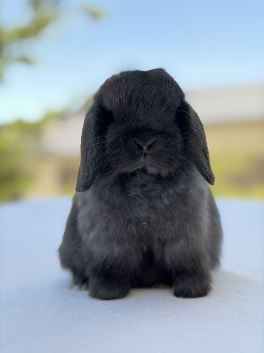 Holland Lop Buck