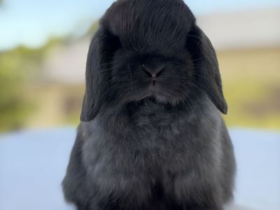 Holland Lop Buck