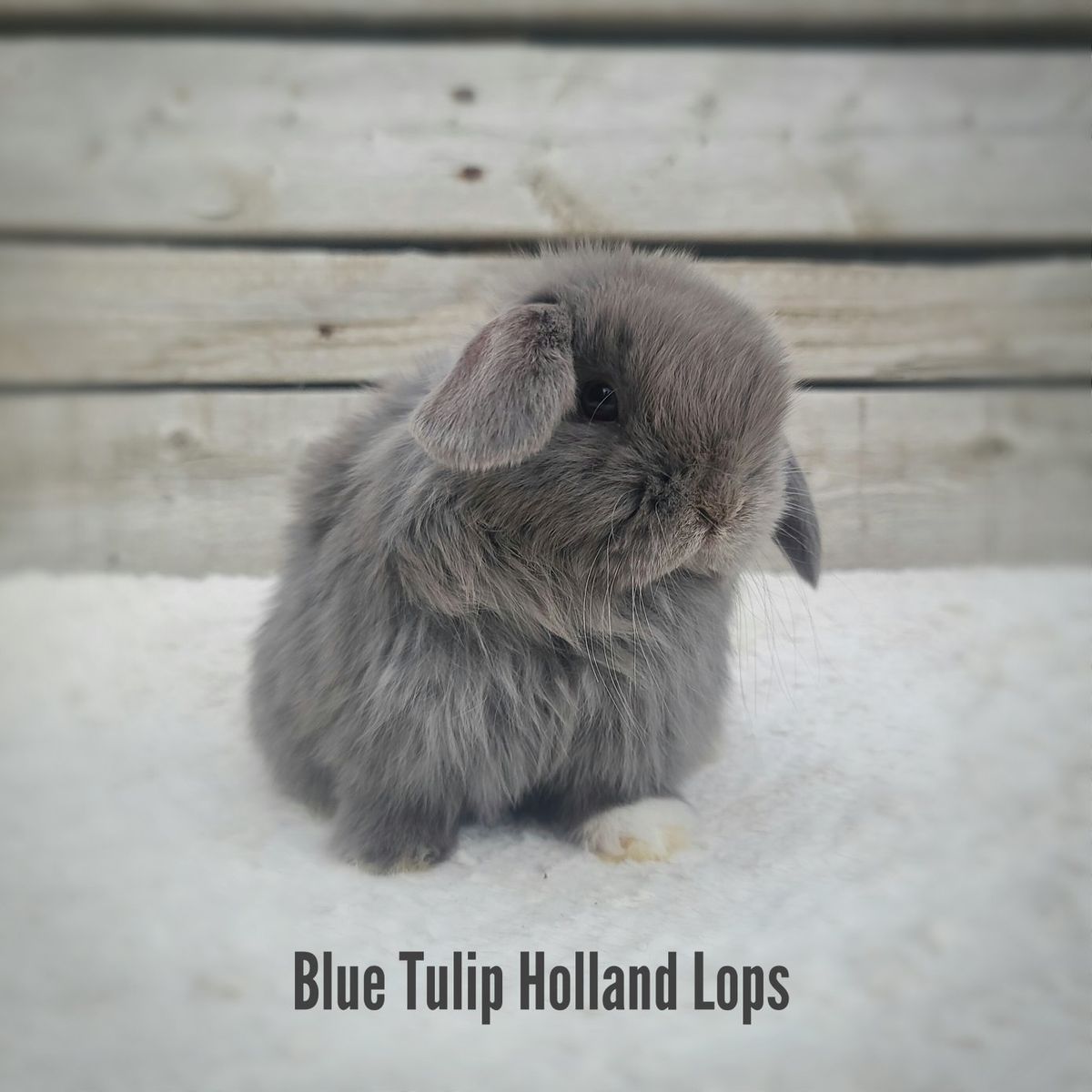 Lilac Holland Lop