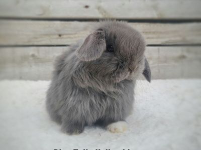 Lilac Holland Lop