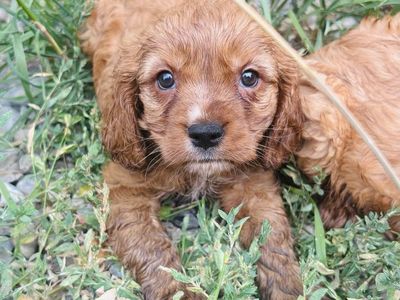 golden cavalier! Mini Golden cavalier puppy!