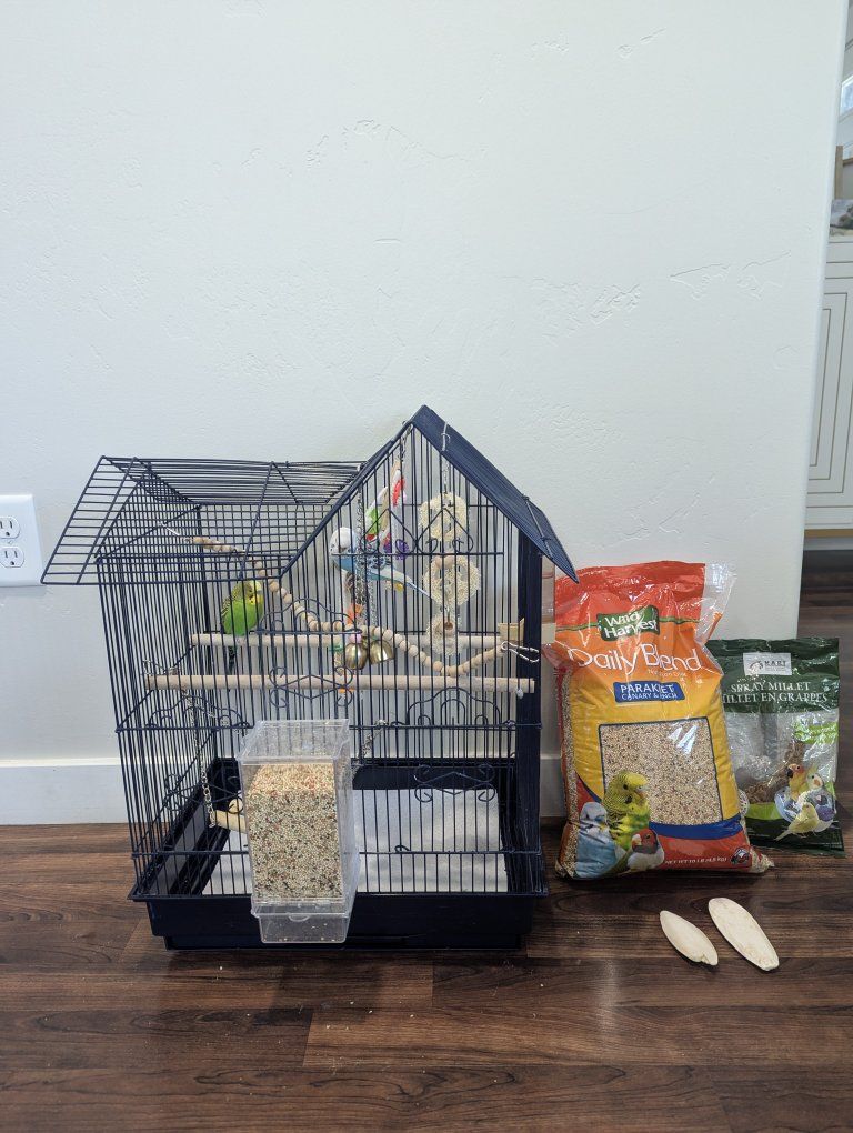 Pair of Parakeets (Budgies) with Bird Cage, Perches, and Accessories