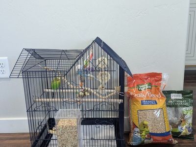 Pair of Parakeets (Budgies) with Bird Cage, Perches, and Accessories