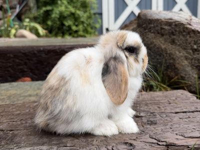Holland Lop Doe