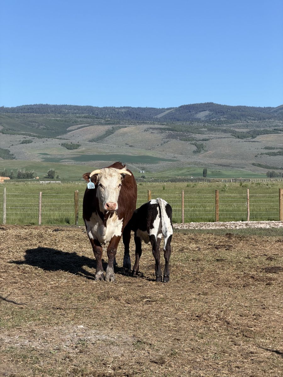 Hereford Pair