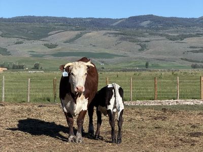 Hereford Pair