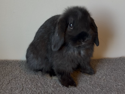 Gentle Holland Lop Buck