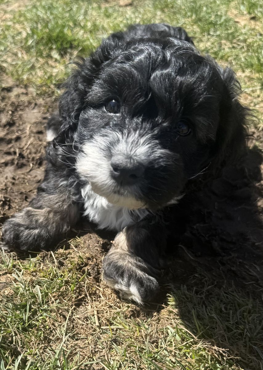 Cockapoo Puppies!!