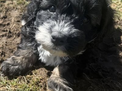 Cockapoo Puppies!!
