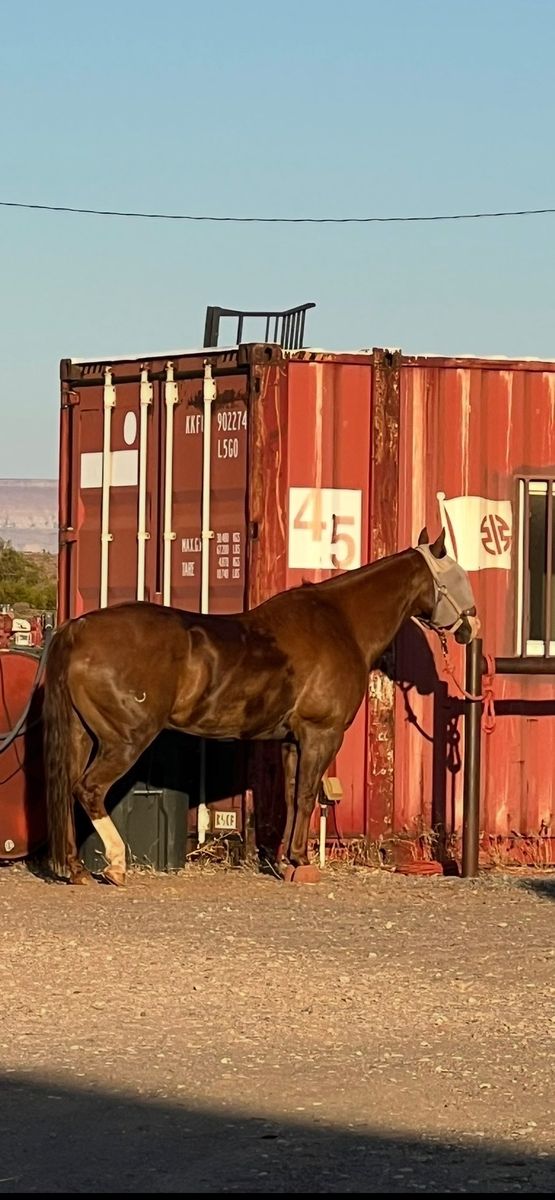 Kid horse