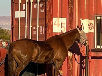 Kid horse