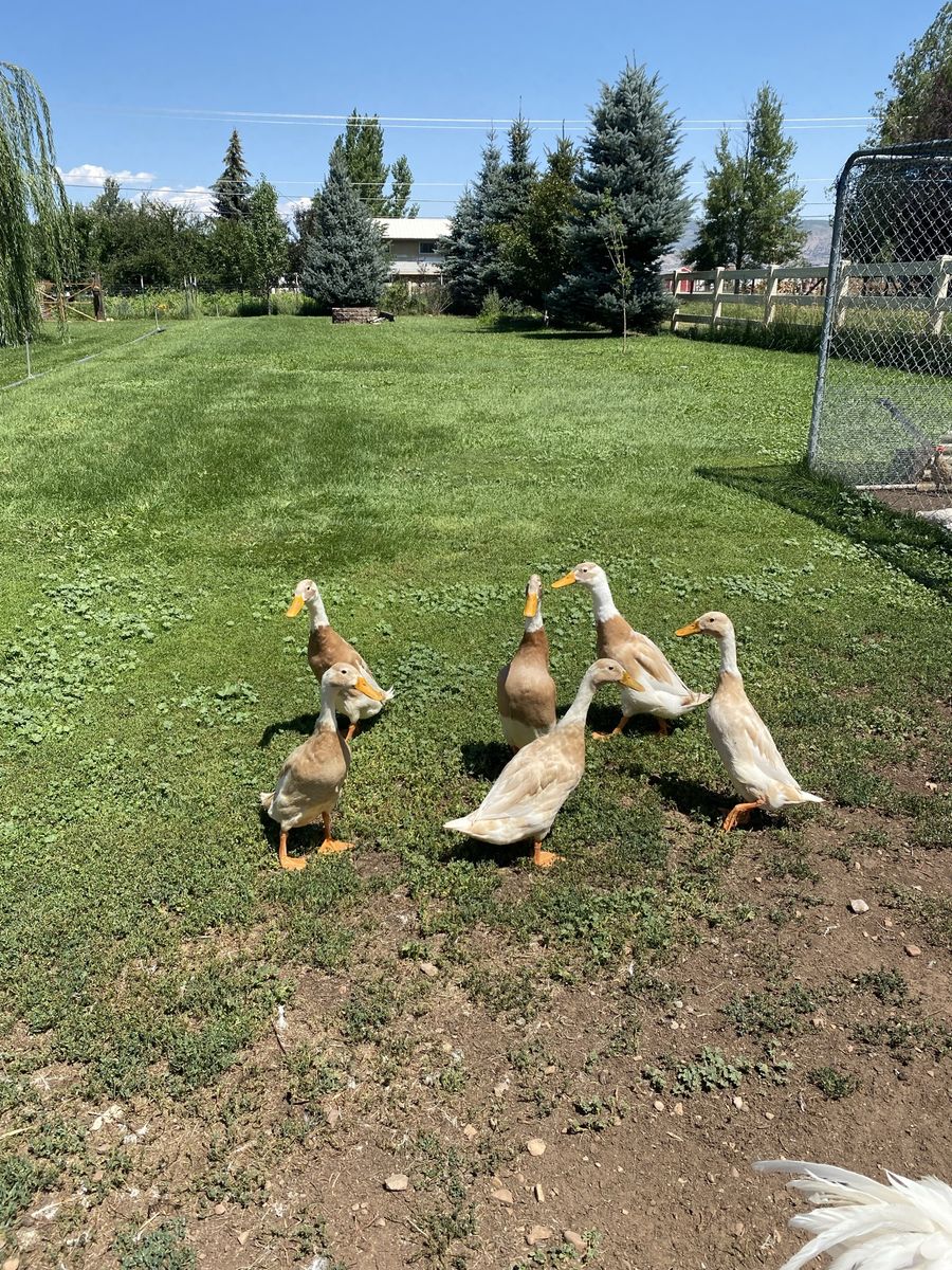 Fawn and White Indian Runner Duck hatching eggs