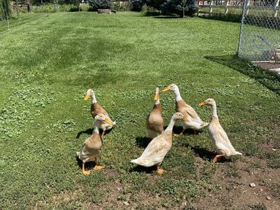 Fawn and White Indian Runner Duck hatching eggs