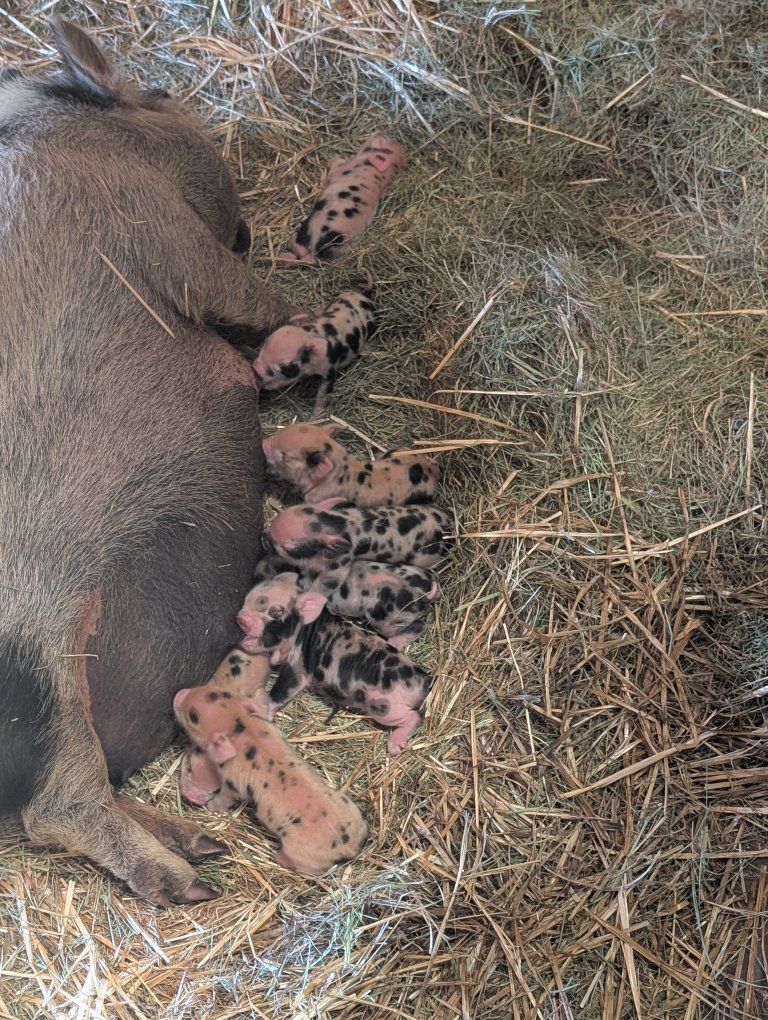 kunekune piglets
