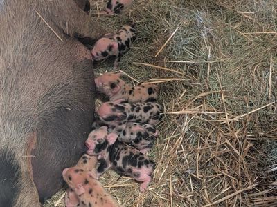 kunekune piglets