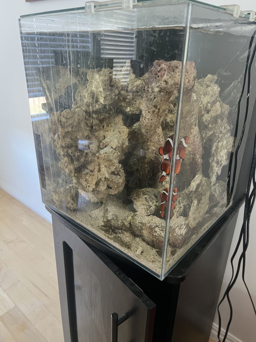 $2/pound tongan live rock (salt water aquarium)