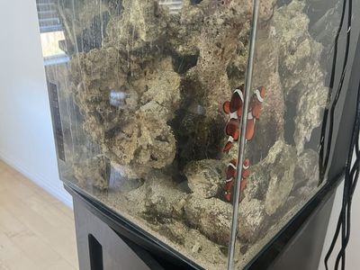 $2/pound tongan live rock (salt water aquarium)