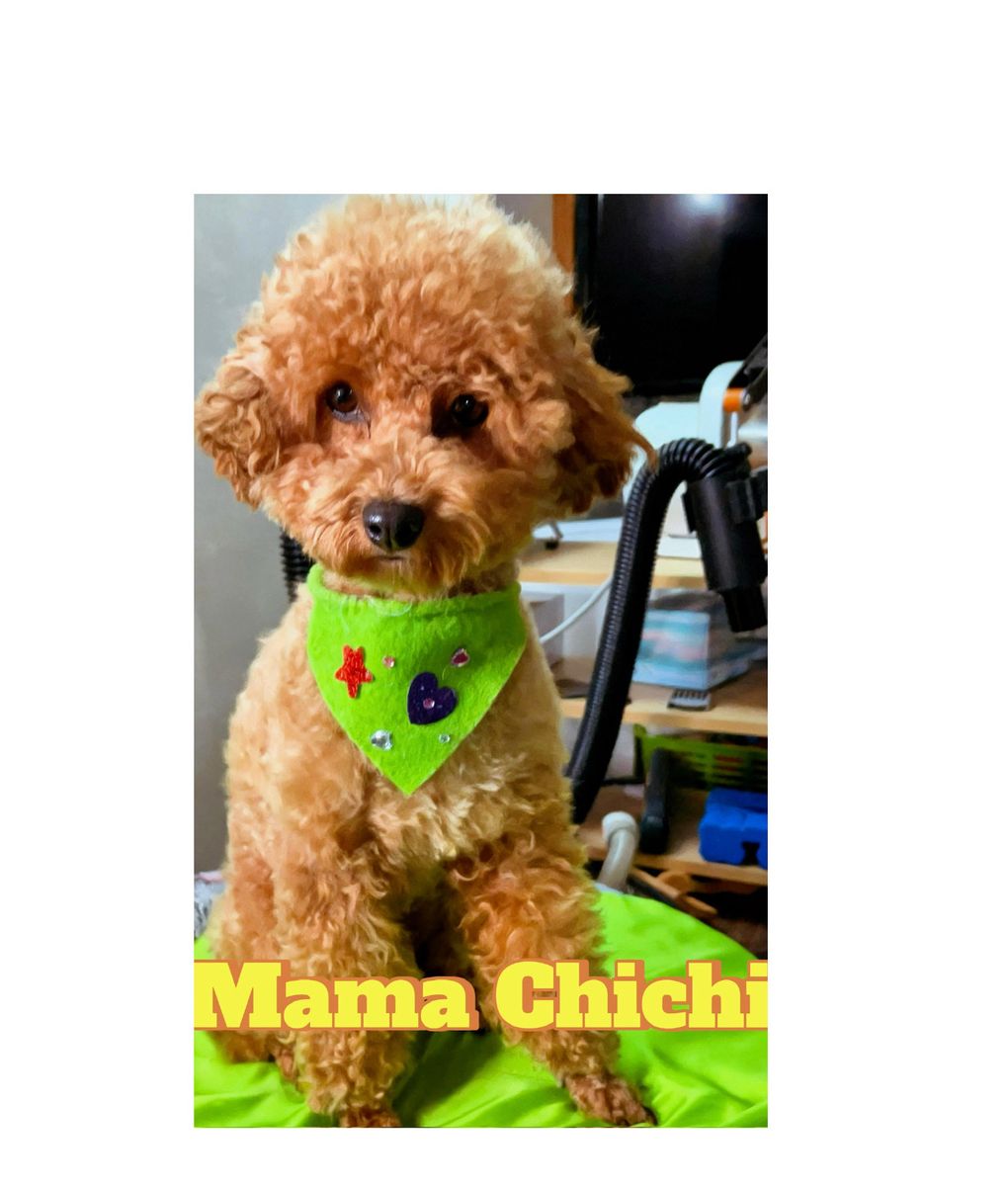 toy poodle  + maltipoo pupp