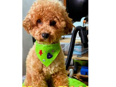 toy poodle + maltipoo pupp