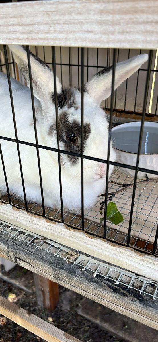 Domesticated Rabbit with Hutch and Food Included