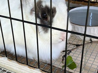 Domesticated Rabbit with Hutch and Food Included