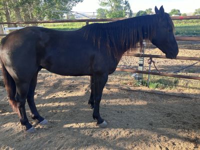 4 Year Old Gelding Hunting Horse