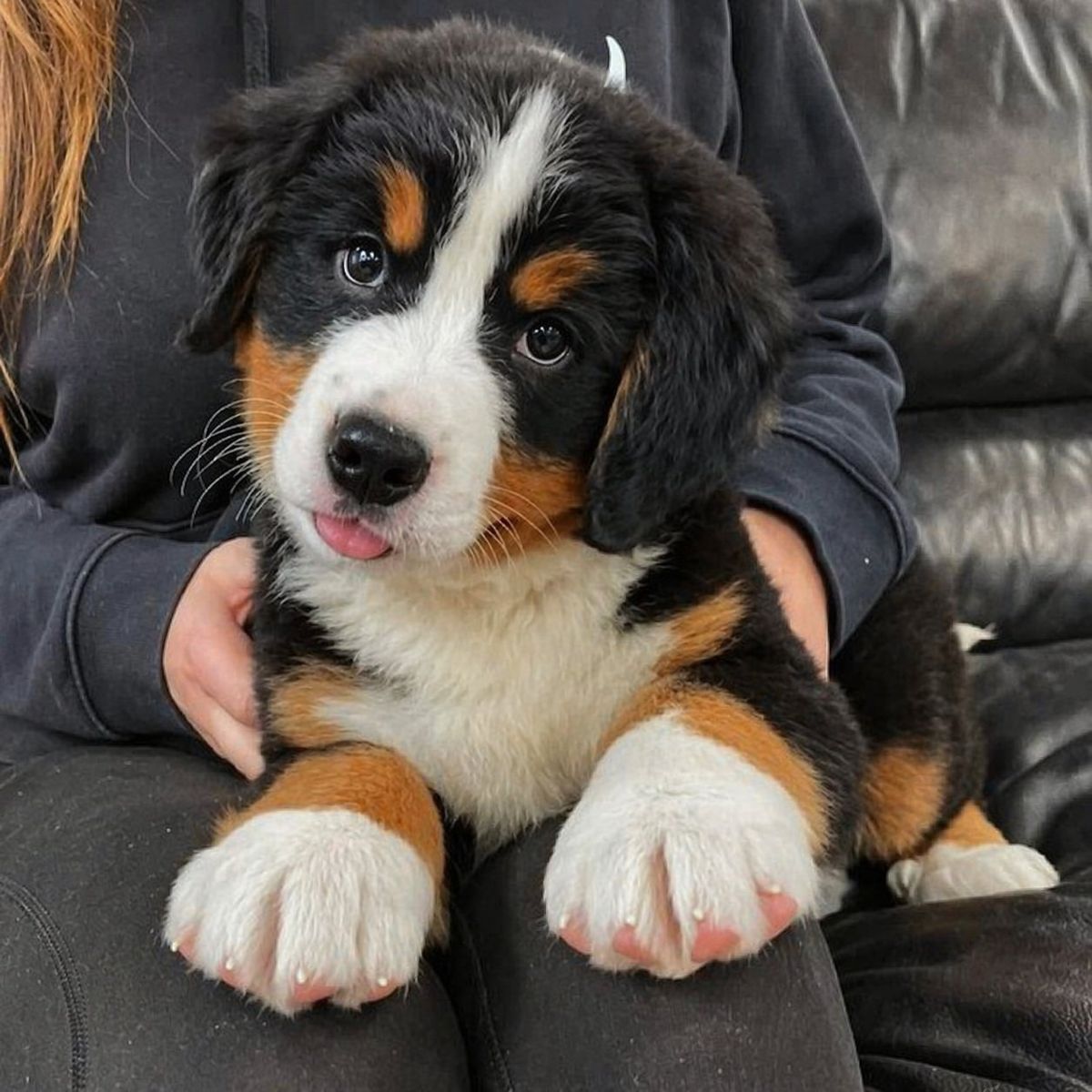 High Quality Bernese Mountain Puppy dog, Champion lines, OFA test and dna test done